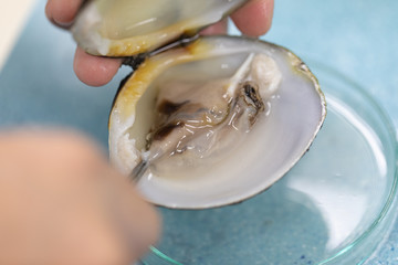 Finding parasites in samples animals for education in laboratory.&nbsp;