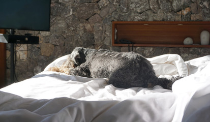 Black small mixed breed dog smiling and lying down happily on the white bed sheet