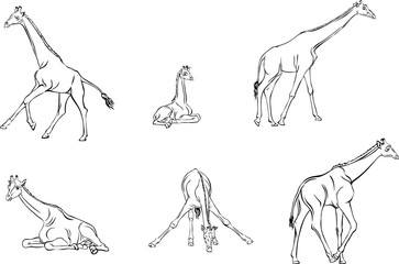 Giraffes in motion, different poses, figure, black, animal, illustration