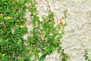 ivy green leaves covered the wall. background of natural tree fence for design art work with copy space.