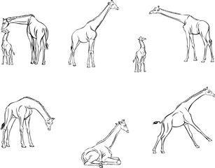 Giraffes in motion, different poses, figure, black, animal, illustration
