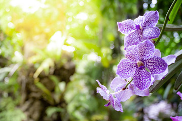 Purple vanda orchids in the garden. Beautiful flower in the orchid family.