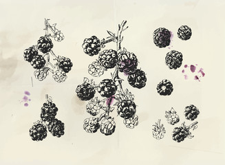 Blackberry vintage illustration. Isolated hand drawn blackberry branch with single berries and background fruit stains