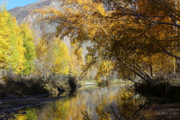 Obraz premium Jesień brzozowy las w górach Ałtaju.