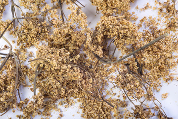 Fototapeta premium Dry healing tea. Close-up