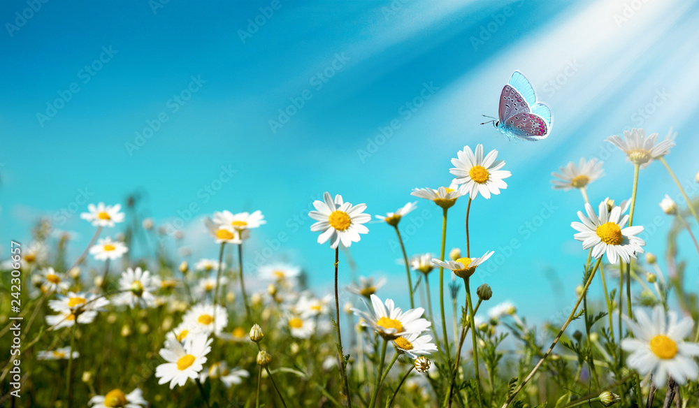 Poster chamomiles daisies macro in summer spring field on background blue sky with sunshine and a flying bu
