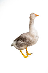 goose isolated on white background
