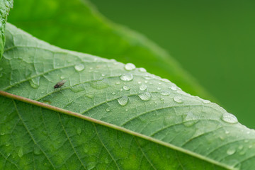Back side of green cherry leaf with drops of water. foliage background