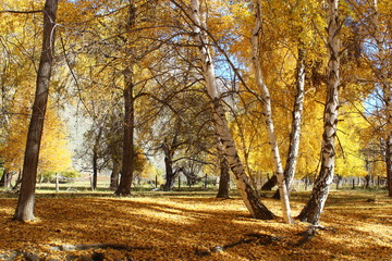 Naklejka premium Jesień brzozowy las w górach Ałtaju.