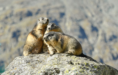 drei Murmeltiere sitzen auf einem Felsen