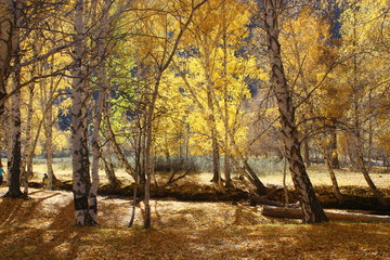Obraz premium Jesień brzozowy las w górach Ałtaju.