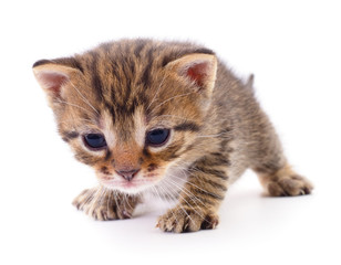 Kitten on white background.