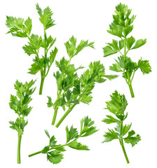 Celery leaf set isolated on white background