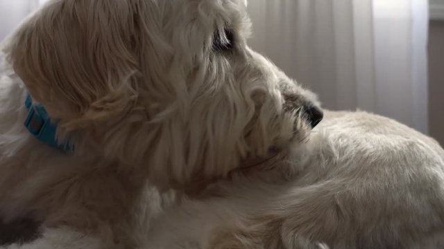 White cute dog licking and gnawing at his skin. Dog with itchy and dry skin. Itching dog. Dog biting his skin. Close up shot.