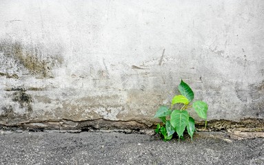 little plant germinate at street wall- background