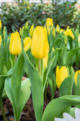 Beautiful yellow tulip flower in garden