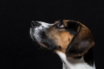 Beagle vor schwarzem Hintergrund