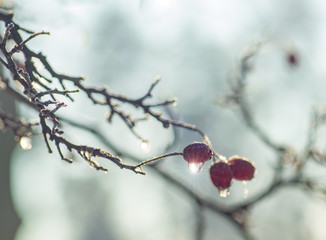 Frosted red hawthorn berries on bare twig