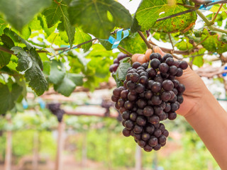 Grapes on the trees in the garden.