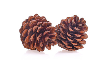 Pine cone on white background