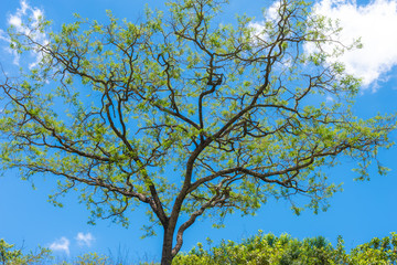 African Acacia tree against a blue sky.