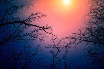 Night mysterious landscape in cold tones - silhouettes of the bare tree branches against dramatic...