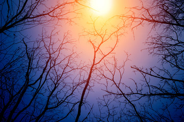 Night mysterious landscape in cold tones - silhouettes of the bare tree branches against dramatic cloudy sky