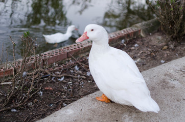 PATOS BLANCOS