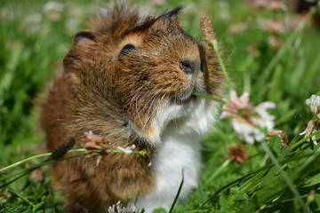 cute cavia with a flower