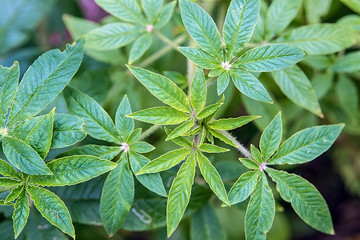Cleome leaves closeup