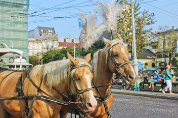 Naklejka na ściany i meble Horses with a carriage in the city center