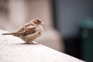Close up of a Bird Sparrow