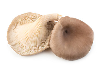 Oyster mushrooms for cooking isolated over white background