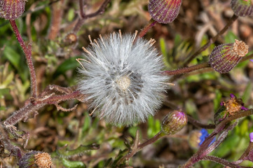 Seed puff of a felicia species flower near Nieuwoudtville