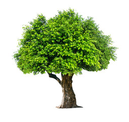 Fototapeta na wymiar The tree is completely separated from the white ba background Scientific name Ficus benjamina