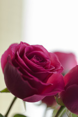 bouquet of roses, Valentines Day background