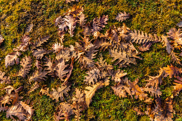 Leaves on the ground