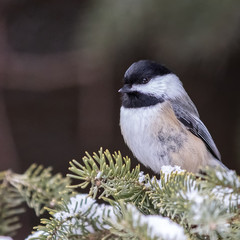 Black-capped Chickadee