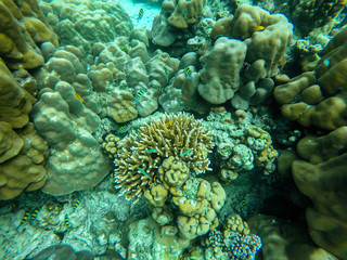 colorful coral reef in thailand