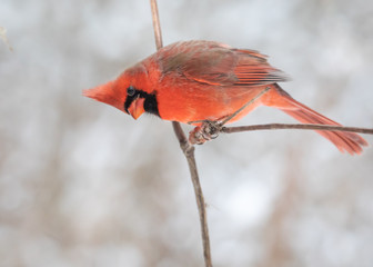 Male Northern Cardinal