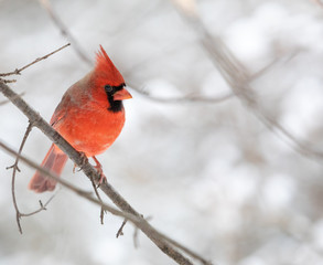 Male Northern Cardinal