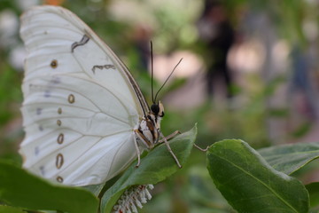 pieris white butterfly © ms16_photo