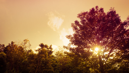 time lapse and hyper lapse video in orange and purple tone from sunrise behind big lone tree on...