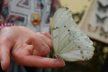 pieris white butterfly © ms16_photo