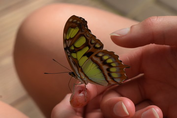 butterfly sitting on a girls finger © ms16_photo