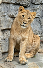 Fototapeta na wymiar Asian lioness. Latin name - Panthera leo persica