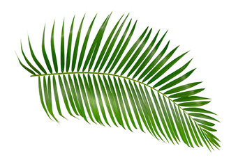 green palm leaf isolated on white background with clipping path