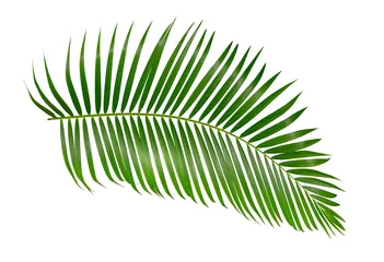 Fototapeten grünes Palmblatt isoliert auf weißem Hintergrund mit Beschneidungspfad © Nattaro