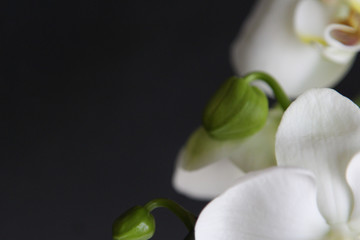 Fototapeta premium orchid bud