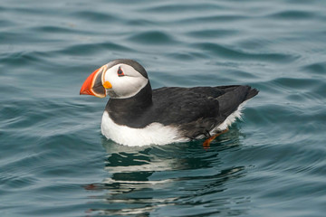 Puffin Poser